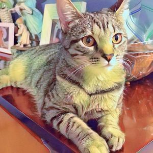 Meet your Posher, Elizabeth